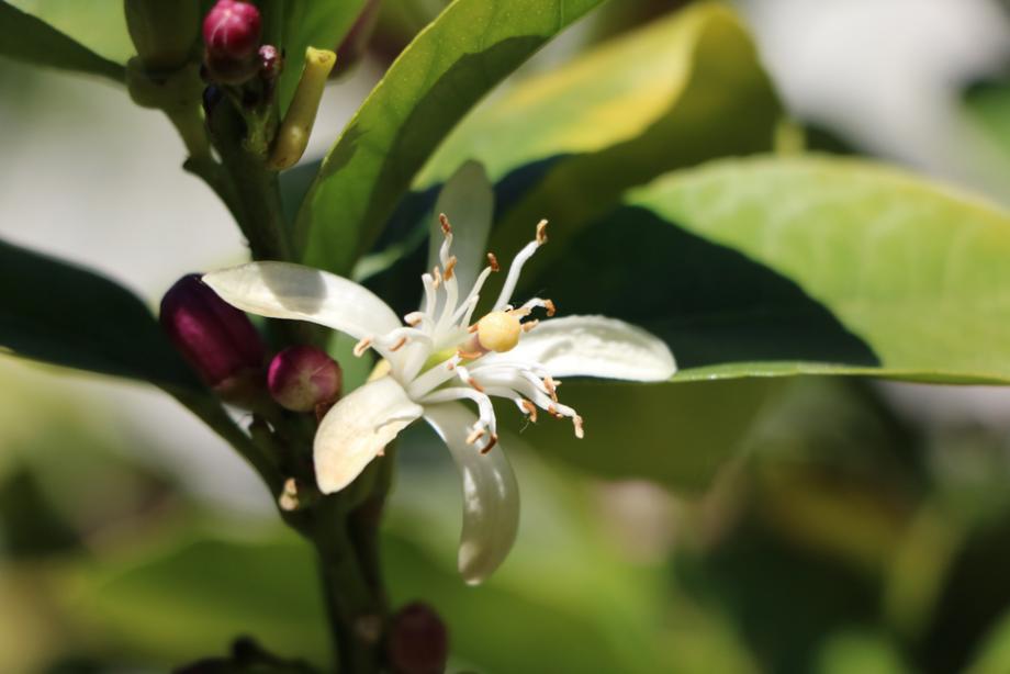 Fleur du kumquat