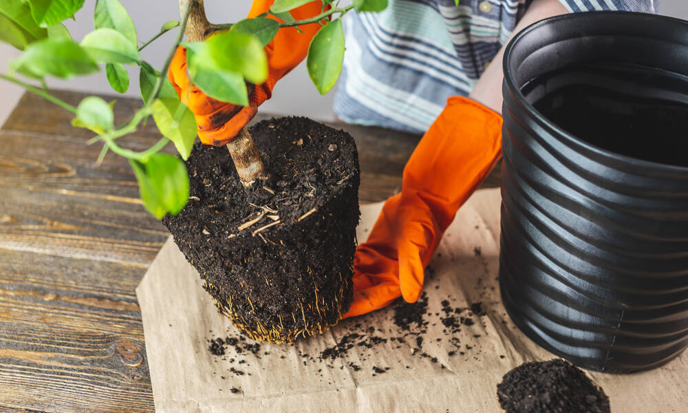 Démêlez délicatement les racines de votre petit agrume avant de le planter