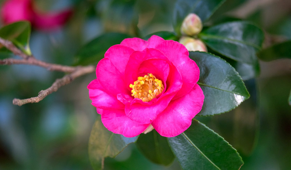 camellia