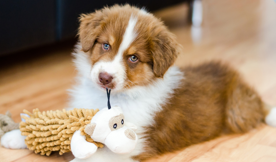 chiot