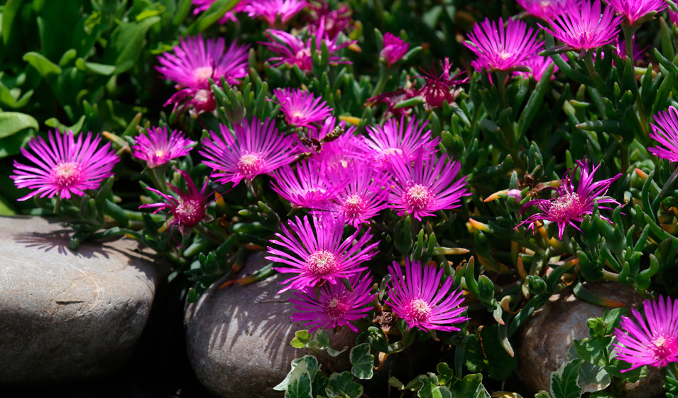 Pourpier vivace plantation, culture et entretien Jardiland