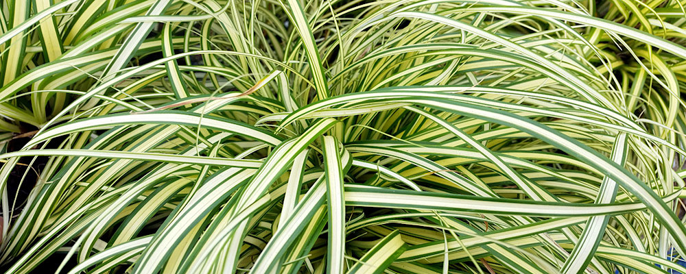 La laîche du Japon - Carex oshimensis