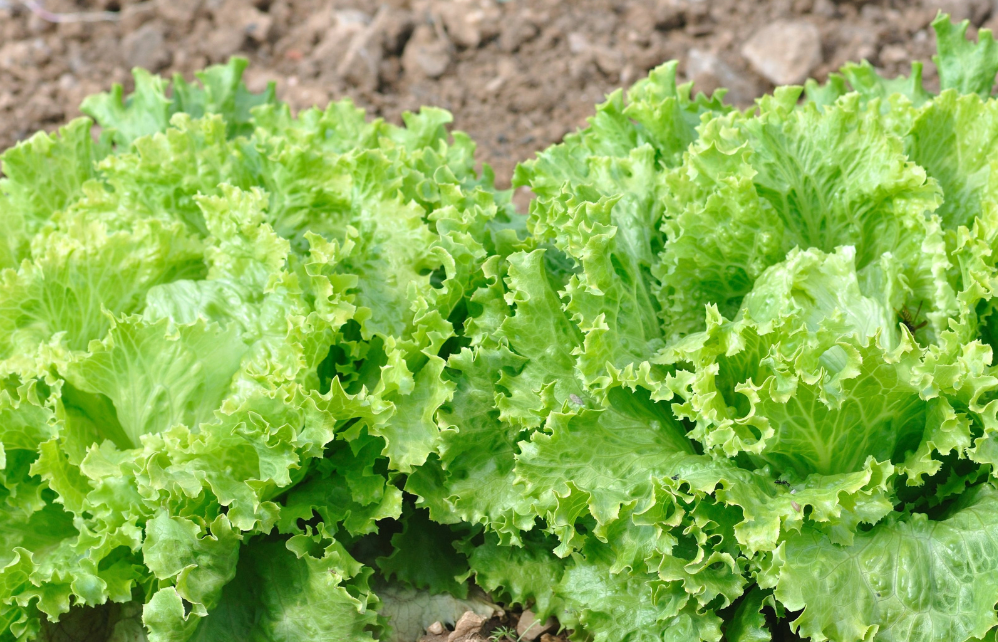 top-6-des-vari-t-s-de-salades-cultiver-jardiland