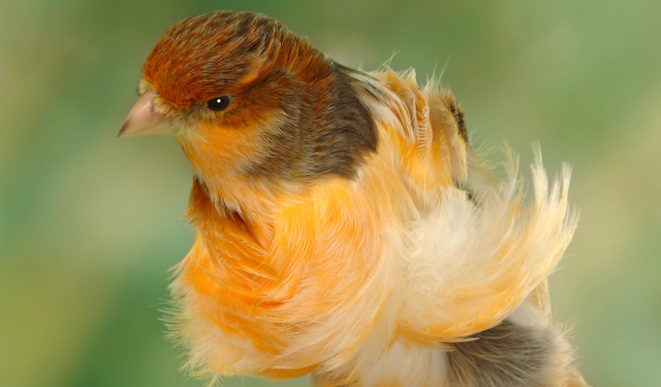 Canari frisé du Nord