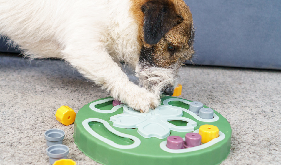 Chercher des friandises par le jeu occupe le chien durant de longs moments !