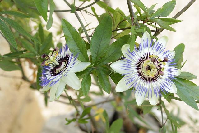 La passiflore bleue (Passiflora caerulea), grimpante un peu frileuse :  plantation, entretien