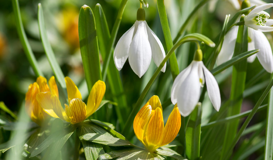 Eranthis hyemalis, l’Aconit d’hiver
