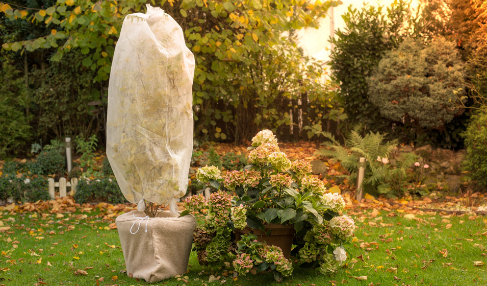 Plantes, protégez les plantes du givre de l'hiver