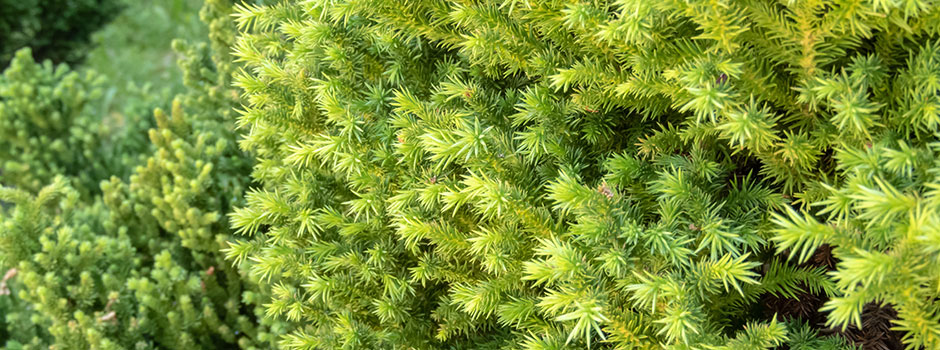 Cryptomeria du Japon 'Vilmoriana'