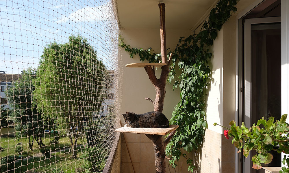 Un chat en sécurité sur son balcon 