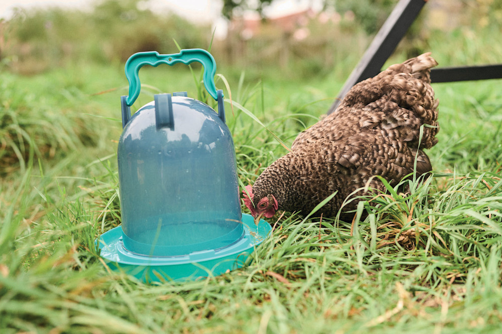 Un distributeur automatique de nourriture rend les poules autonomes pendant quelques jours