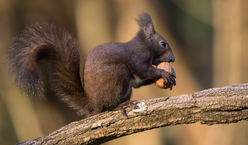 Ces écureuils ont découvert une astuce géniale pour conserver les graines  plus longtemps - Sciences et Avenir