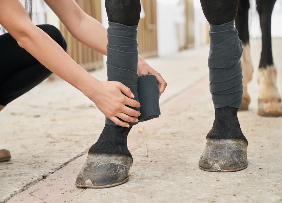Protéger les pattes du cheval pendant le travail