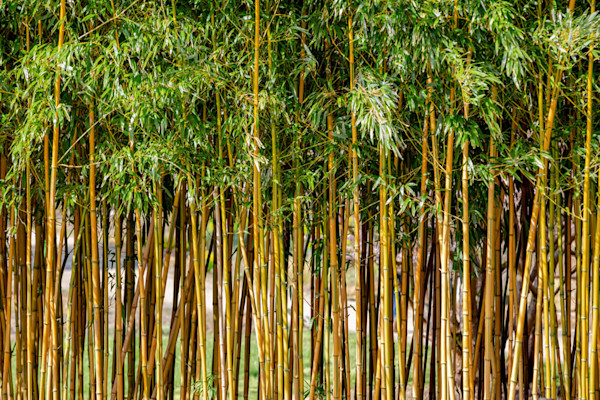 Bambous pour une haie forêt