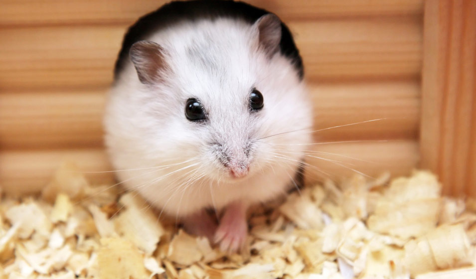 Les types de litières – Hamster'opédia