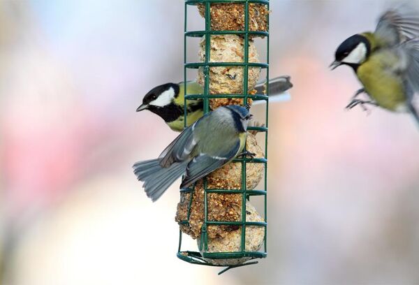 Oiseaux des jardins : graines et alimentation pour oiseaux du jardin -  botanic®