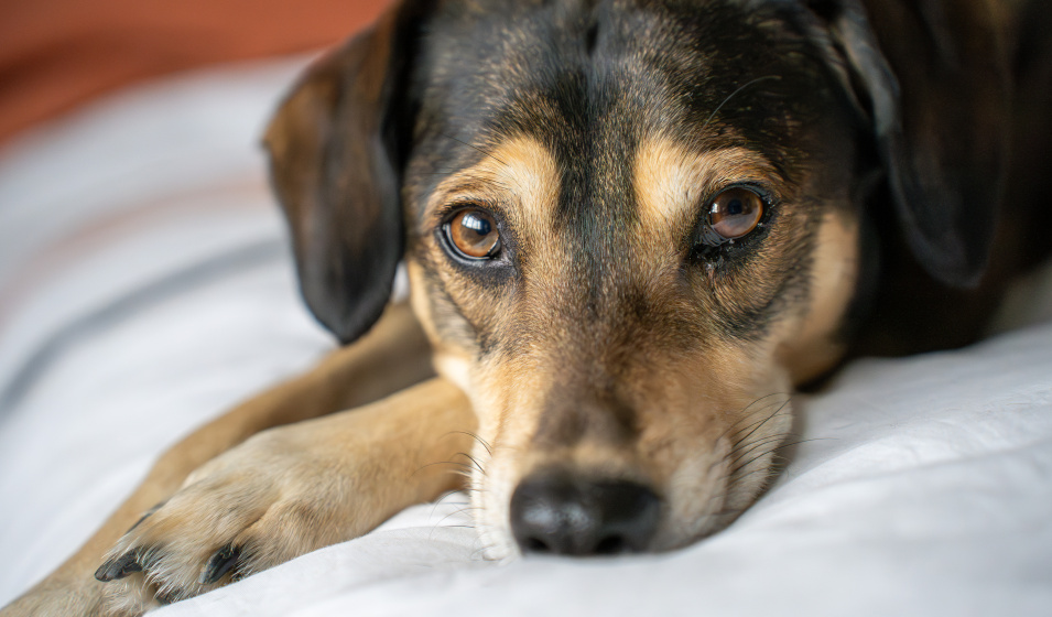 Plusieurs raisons amènent un chien à vomir ses croquettes 