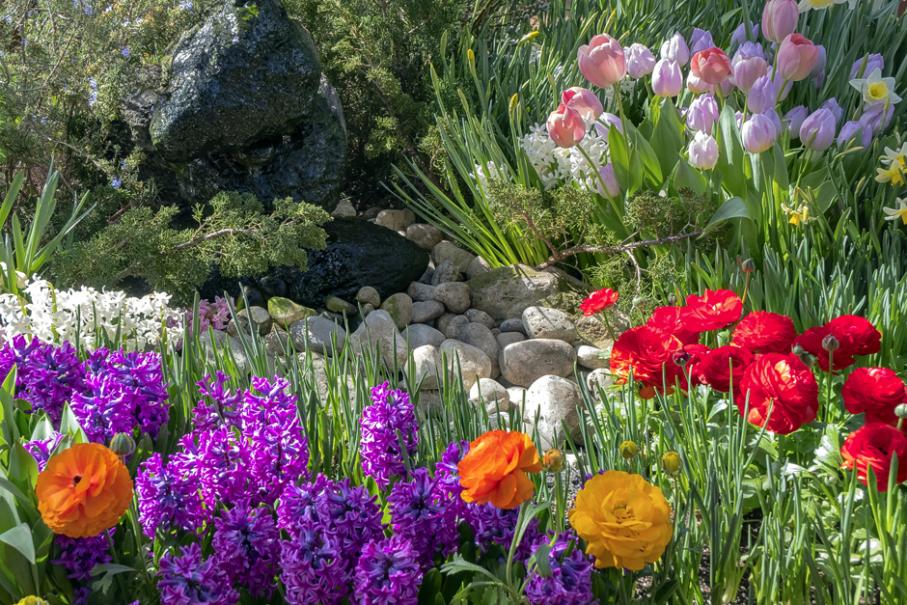 Bulbes de Tulipes  Achat de Bulbes à Fleurs en ligne