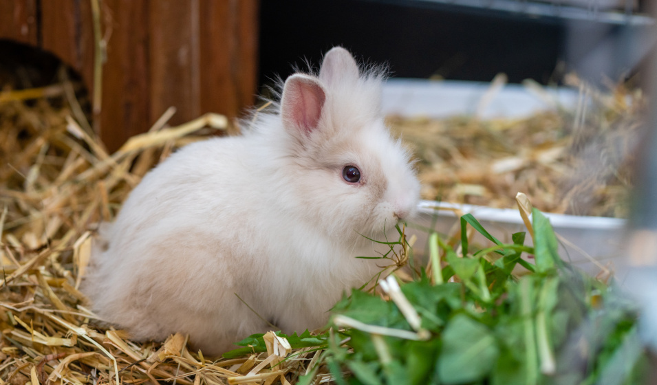 C'est le lapin qui décide s'il a envie d'interagir avec ses humains !