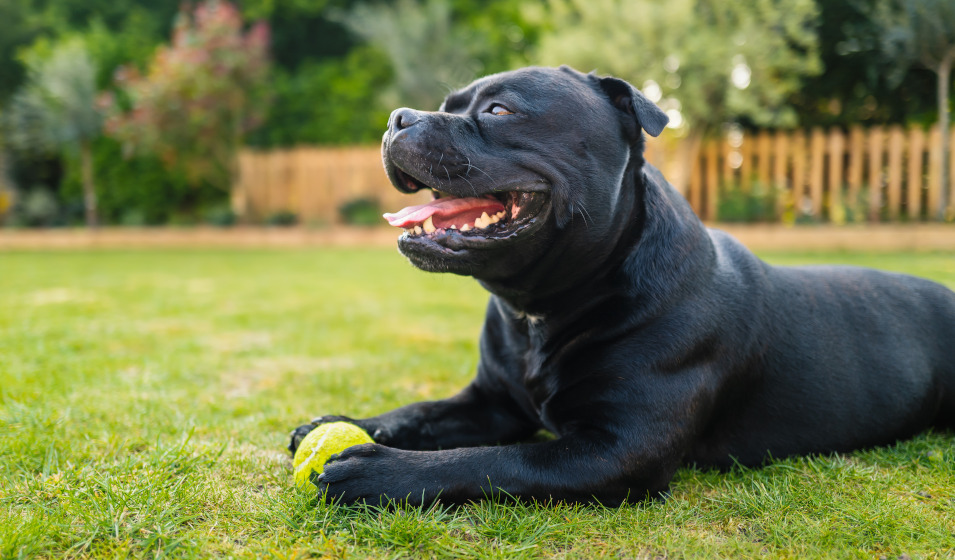 Comment aménager son jardin pour son chien ? 
