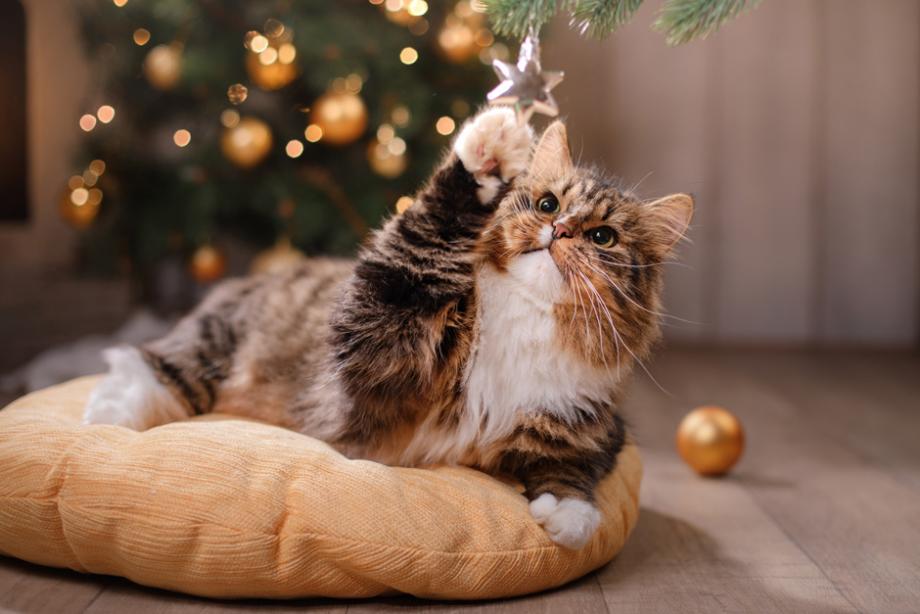 Idées cadeaux de Noël pour chat