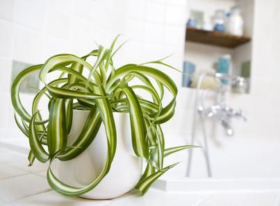 Plante d'intérieur increvable : le chlorophytum