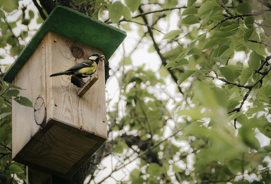 Bien nourrir les oiseaux du jardin - Gamm vert