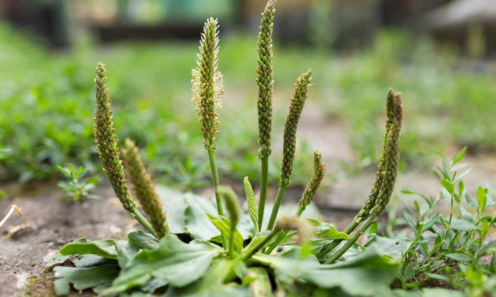 Il est crucial de désherber avant que la plante ne fasse ses graines