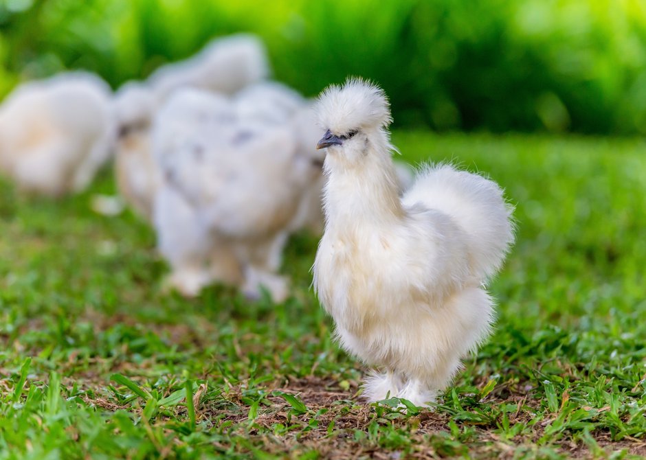 Poule Avec Plume Sur Les Pattes