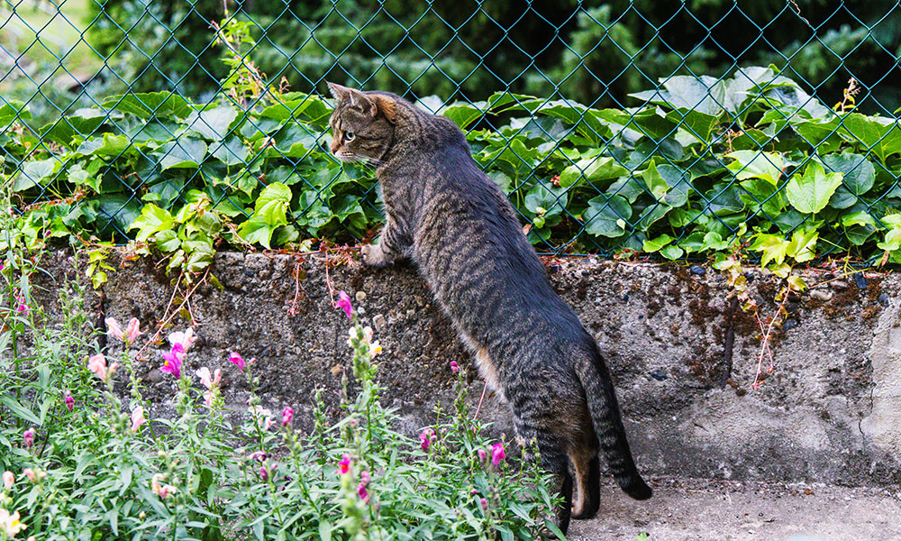 C'est en fonction de son poids de forme, donc idéal, qu'on calcule la ration journalière d'un chat stérilisé