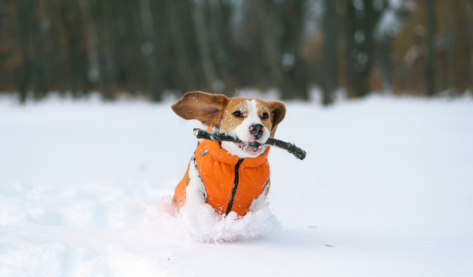 Un chien bien équipé aime toujours les promenades en hiver