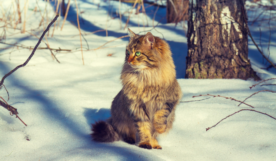 Le type de poil est le principal facteur de résistance au froid du chat 