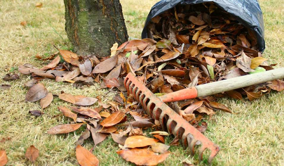 Pas de feuilles, pas de glissade 