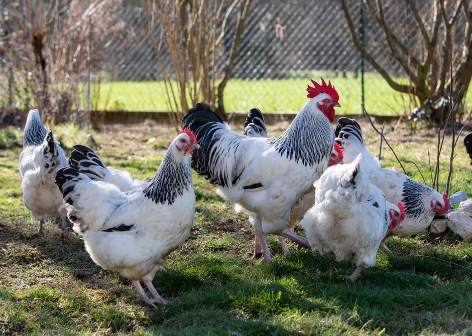 Grâce au coq, les poules sont plus sereines, et elles pondent plus !