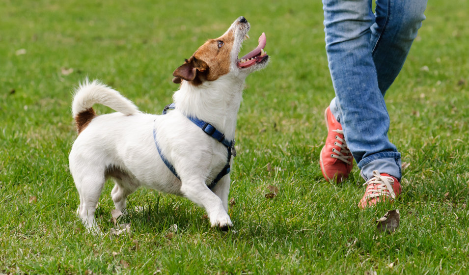 Un chien jack russell terrier équipé d'un harnais marche à côté de son maître 
