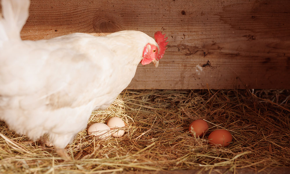 Assurez à la poule qui couve une bonne hygiène du poulailler