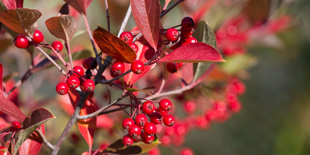 Aronia