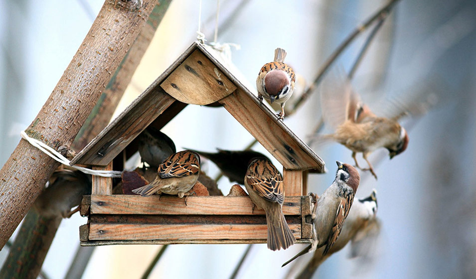 Des boules de graisse et des mangeoires pour nos oiseaux des jardins