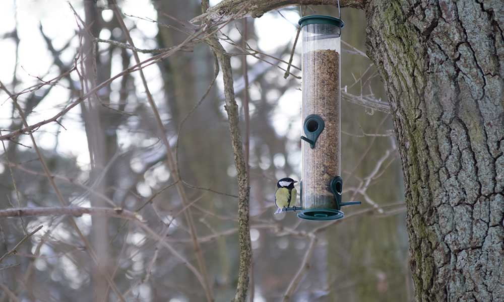 Comment Créer Un Jardin Pour Attirer Les Oiseaux - Marie-Joelle Saucier Paysagiste Conseil