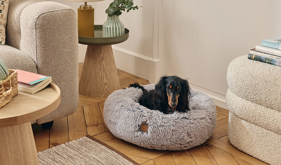 Un chien teckel noir et feu se repose dans un coussin moelleux et épais