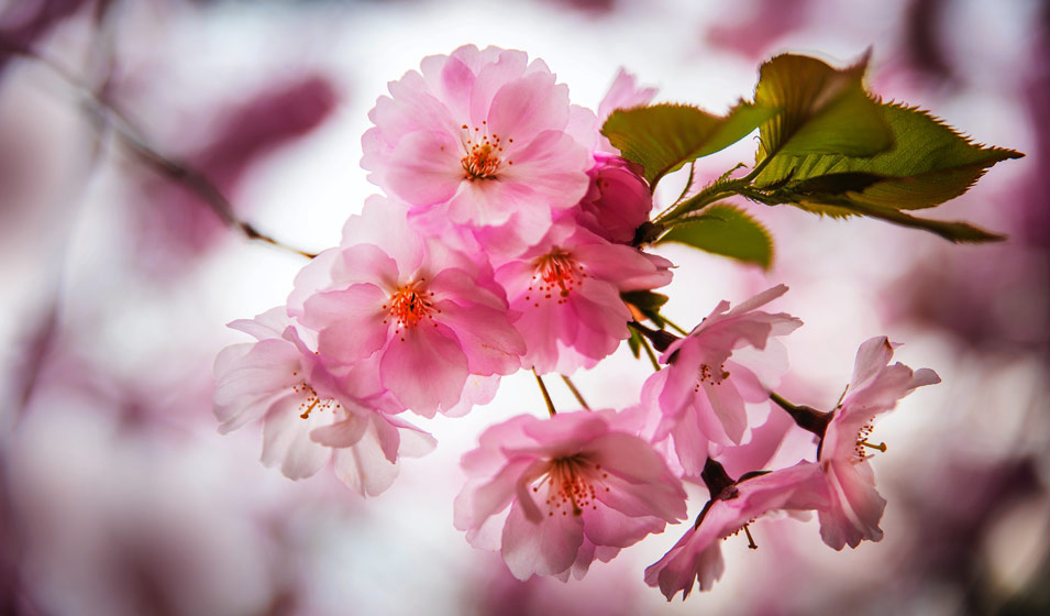 Cerisier d'ornement (Prunus) : entretien, floraison et taille - Jardiland