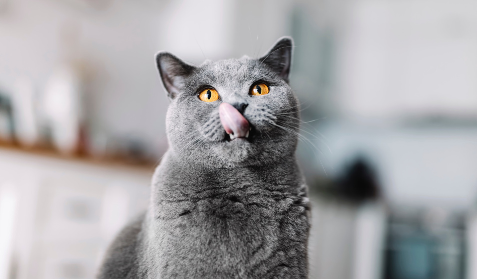 Des friandises maison permettent de gâter son chat !