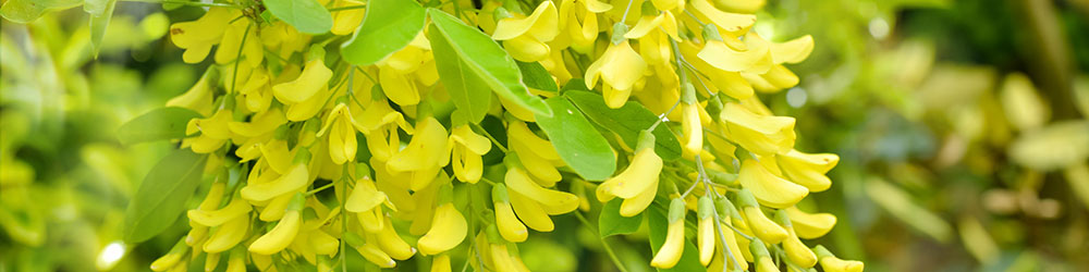 Cytisus