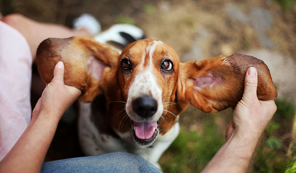 Le Basset hound et ses grandes oreilles !