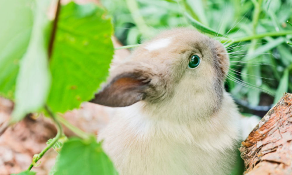 Quelques aménagements permettent au lapin nain de bien vivre dans un jardin ! 