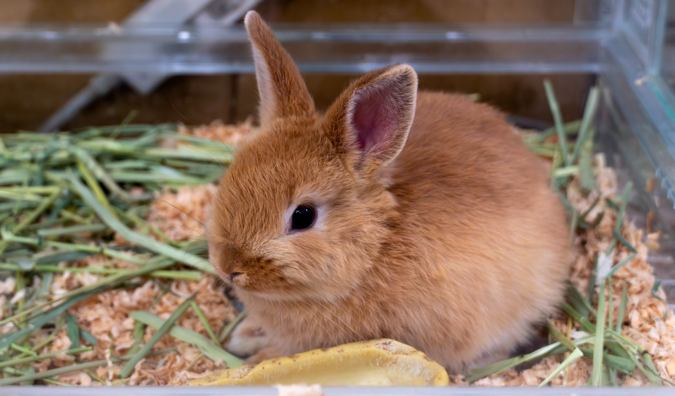 Les lapins nains peuvent apprendre la propreté facilement à la maison !