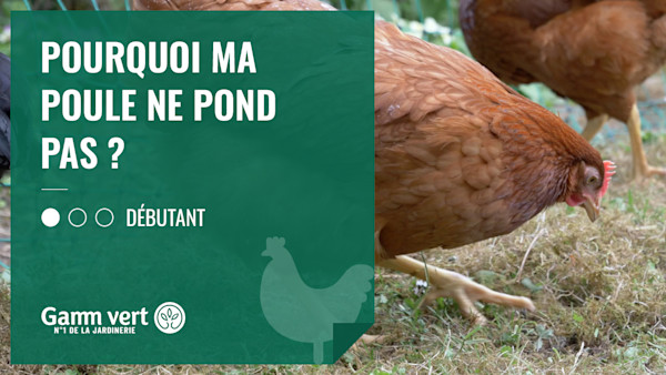 Tuto : Pourquoi ma poule ne pond pas ? - Gamm vert