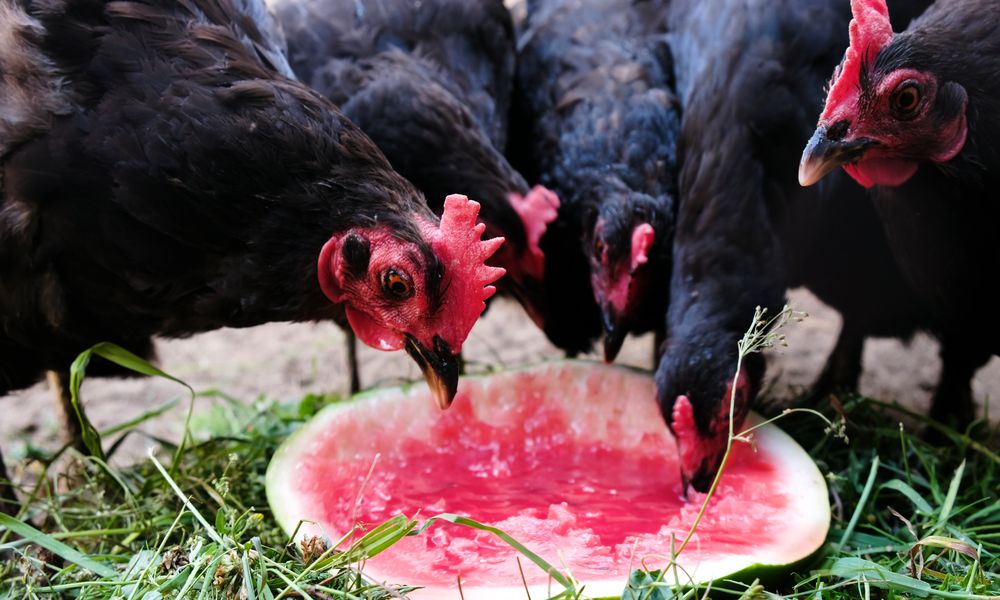 Les poules vont apprécier la plupart des restes de fruits et de légumes