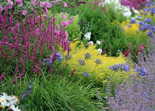 Plantes vivaces : choix, plantation, entretien - Gamm vert