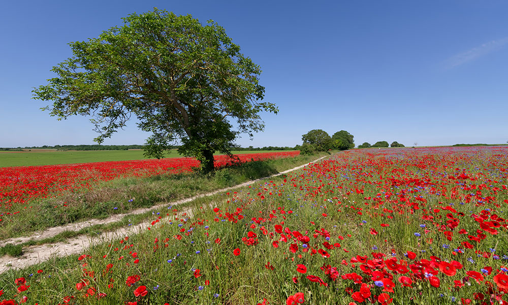 Le parc naturel régional du Vexin français